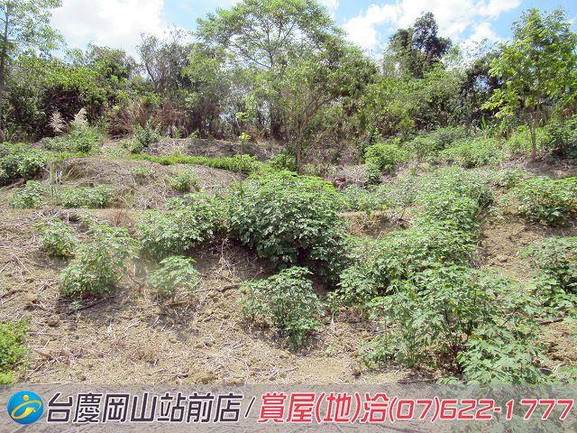 燕巢農地-5