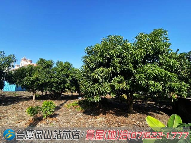 阿蓮建地-11
