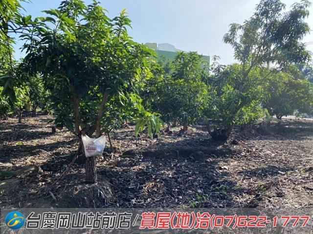 阿蓮建地-5