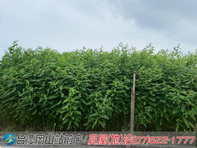 高雄橋頭農地-7