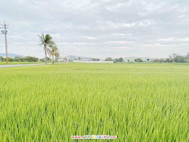 高雄岡山農地-0