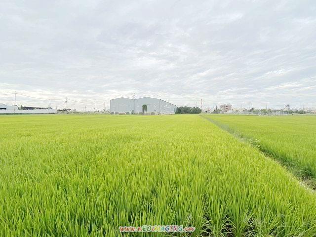 高雄岡山農地-3