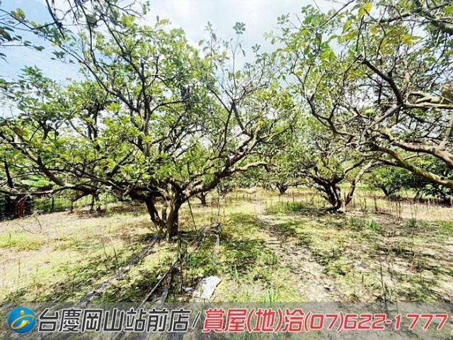 高雄橋頭農地-9