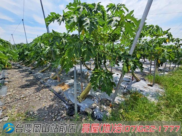 屏東新埤農地-11