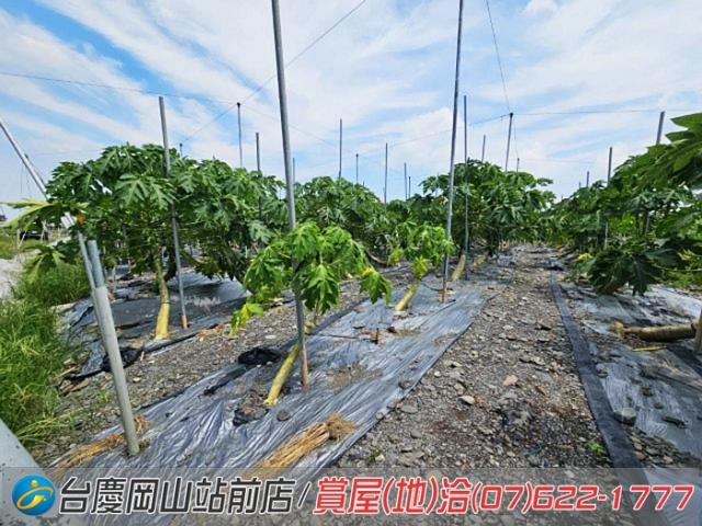 屏東新埤農地-13