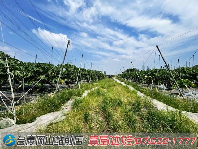 屏東新埤農地-8