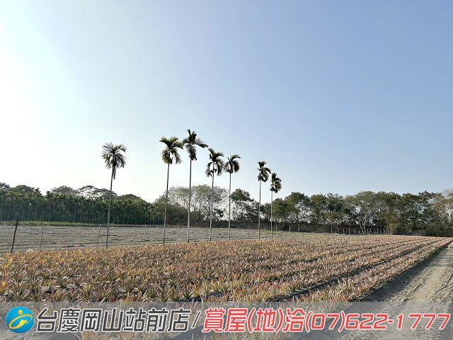 屏東高樹農地-10